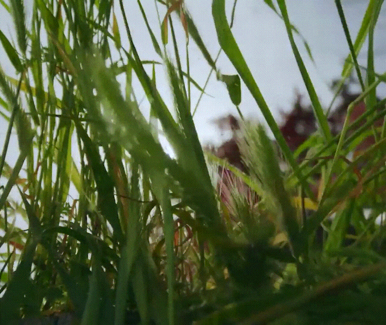 79b83f08371e48de8e6a6e94d79b34b6_140027.gif